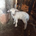 IMG_3886-e1457727915385