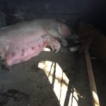 IMG_3894-e1457925222188