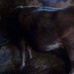 25319910_1559337087489232_1410430517_o