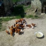 IMG-10461eda9a26da9b1ecb04f81cced313-V