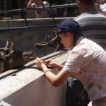 P7040253-e1487270185388